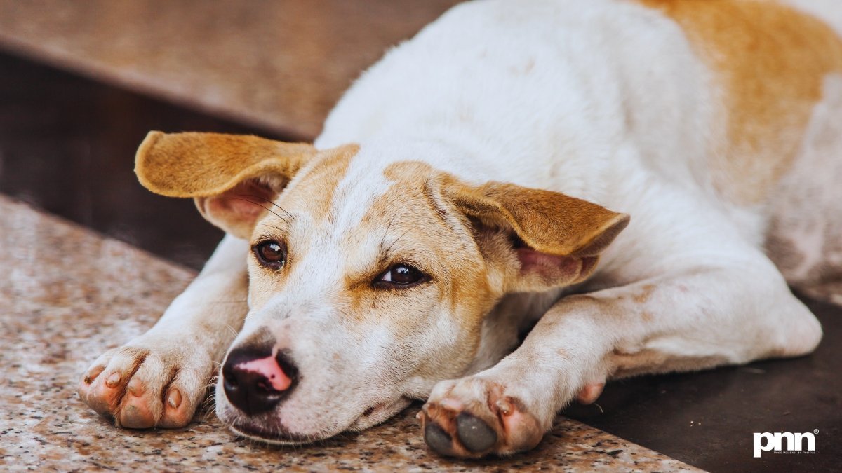 Indias-Stray-Dog-Menace-60M-Dogs-Rising-Bites-Rabies-Terror