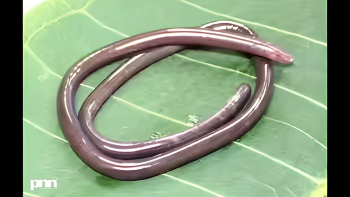 PNN-2026-01-17T155607524